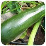 COURGETTES_GROSSE.jpg
