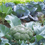 BROCOLI_CHOU.jpg