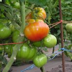 Gr_tunnels_tomates.jpg