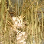 Ail_sechage_2.jpg