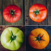 tomates 4 couleurs.jpg
